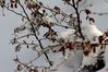 Nome del file=JX1A8442.jpg
Dimensione del file=379KiB
Dimensioni=1600x1067
Aggiunta il=Dic 08, 2018 JX1A8442.jpg